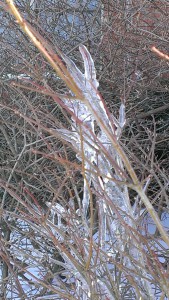 Ice on branches