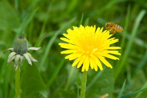 dandelion and bee