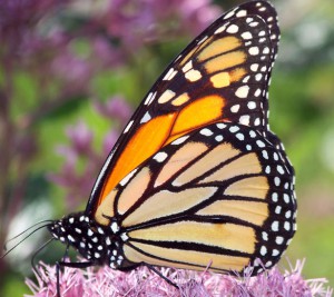 monarch on milkweed
