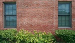 Two windows in a brick wall with neatly trimmed bushes under them.