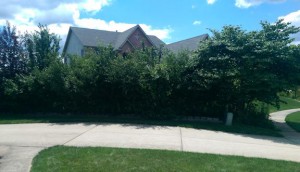 Neighbor's hedge of various random plants.