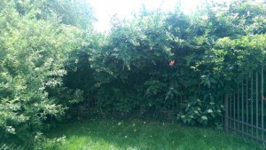 Trumpet vine on my backyard fence.