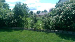 Gap in hedge, full of weeds.