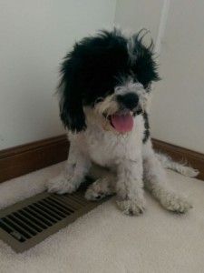 Puppy sitting on a register enjoying the air conditioning.