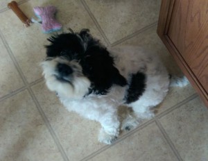 Puppy sitting in the kitchen, looking up at the camera.