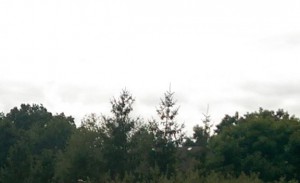 Cloudy sky and trees.