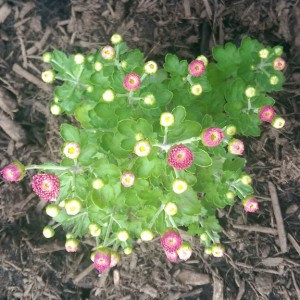 Small lavender mum with buds starting to open.