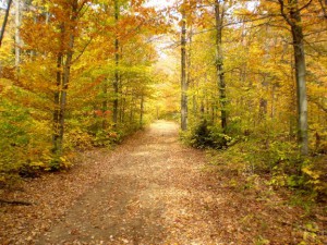 Path in autumn forest with fallen leaves.