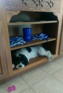 Puppy lying on a wood shelf in the kitchen.