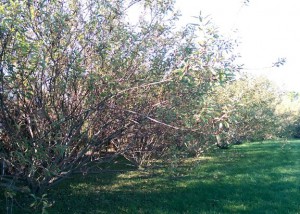 Row of willow bushes in my backyard.