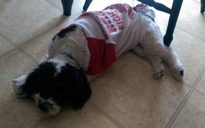 Puppy wearing an old T-shirt.