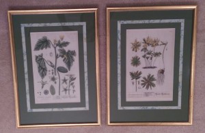 Two framed pictures of flowers.