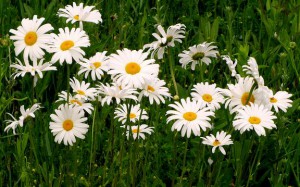 Field of white daisies.