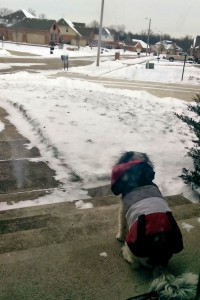 Puppy sitting on the porch on a snowy day, wearing a coat.