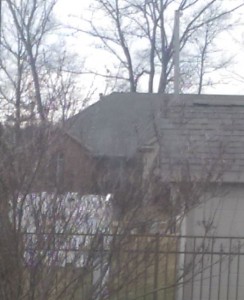 View of my backyard fence and willow branches through the kitchen door.