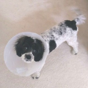 Sad-looking puppy with a plastic cone on her head.