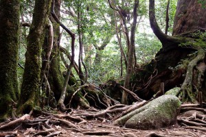 Roots of trees in a forest.