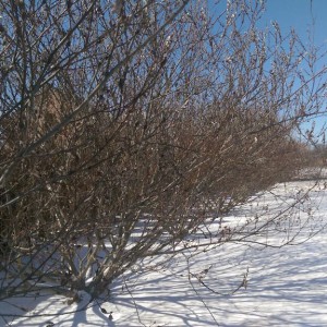 Willow hedge on a cold sunny day with snow on the ground.