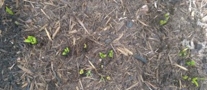 Green tips of bulbs coming up in my front garden.