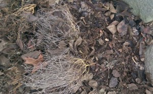 Dry remains of last year's annual flowers after pulling them.