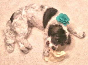 Small dog gnawing on cow ear treat.