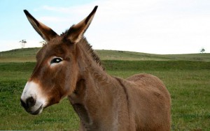 Donkey standing in a field.