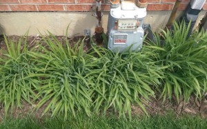 Row of four daylily plants, not blooming yet, under a gas meter.