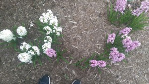 White and purple spring flowers, with a purple one next to the white.