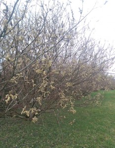 Willows on a rainy early-spring day, losing their catkins as leaf buds unfold.