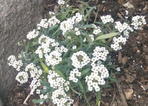 White alyssum in my garden next to a large rock.