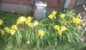 Yellow daylilies blooming under my gas meter.