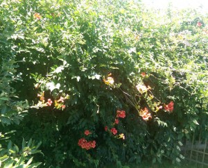 Orange trumpet vine in bloom along backyard fence.