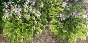 Three large hostas in bloom.