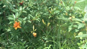 Orange daylilies blooming in a gap in a hedge.