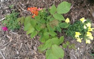 Big leafy green weed between orange and yellow snapdragons.