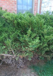 Junipers with bare spot in grass where they were pruned.