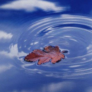 Brown leaf on water with ripples and cloud reflections.