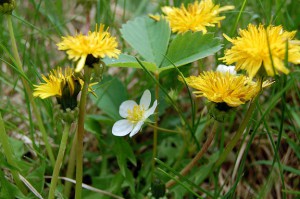 Wild strawberry blossoms and dandelions.