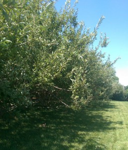 My backyard willow hedge, bright and green in summer.