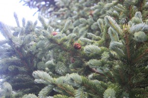 Mature blue spruce in daylight.