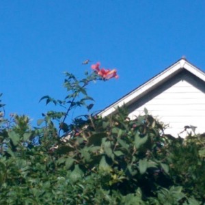 Hummingbird hovering beside orange trumpet vine with the neighbors' roof in the background.