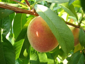 Peach on a leafy, sunlit tree.