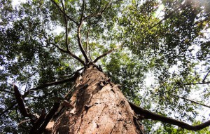 View of large tree from directly underneath it.