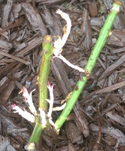 Bare root rose freshly planted.