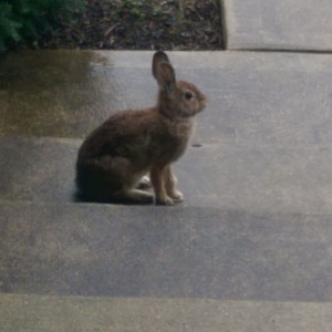 Rabbit sitting on my front porch steps.