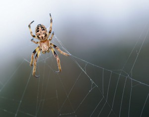 Spider in its web with a gray background.