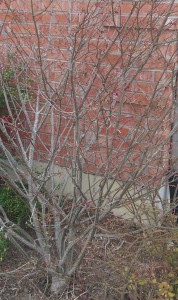 Bush with bare branches in front of a brick wall.