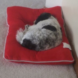 Dog sleeping on a red mat next to a wall.