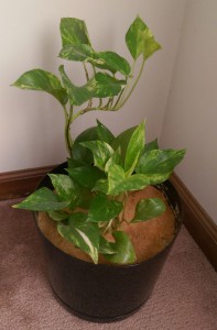 Healthy pothos plant in a black pot.