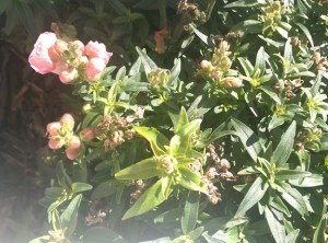 Pink snapdragons still blooming in late November.